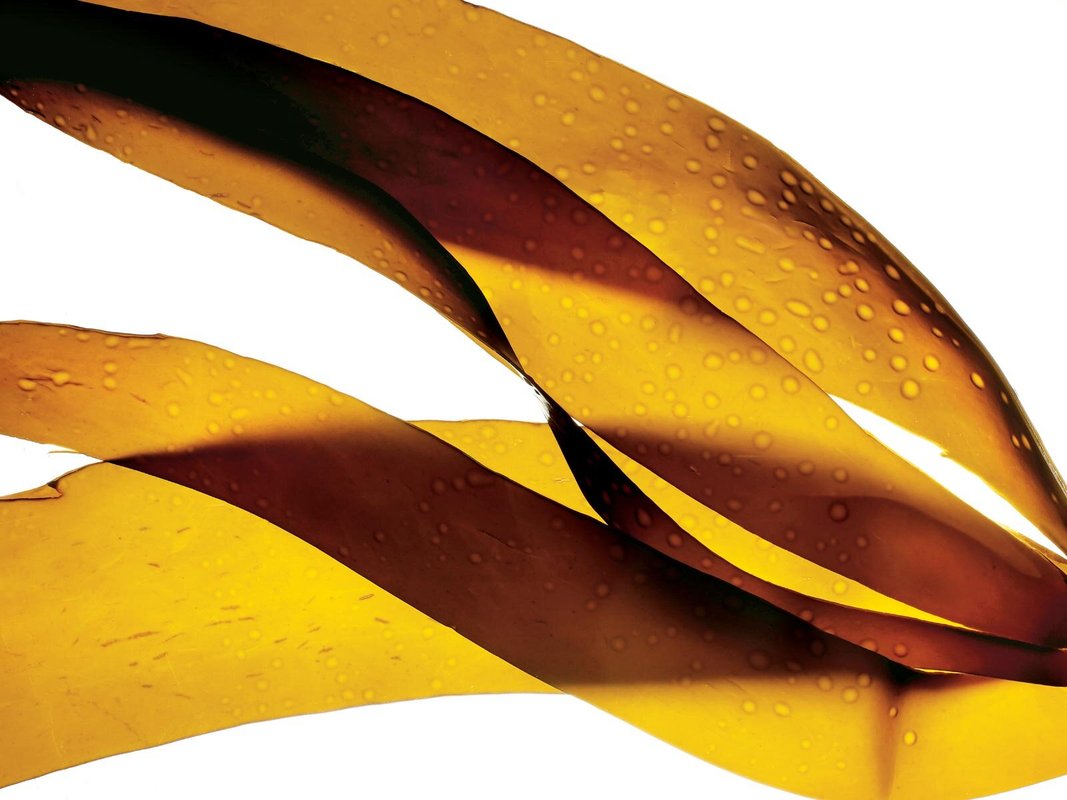 Оптовая фирма Тальон