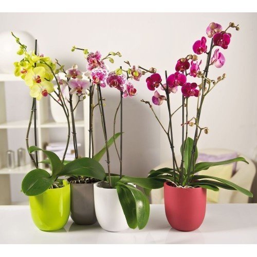 Магазин цветов в Оболенском переулке, 9 к 1