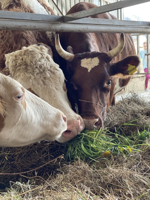 Магазин Истринская сыроварня Олега Сироты на метро Кунцевская
