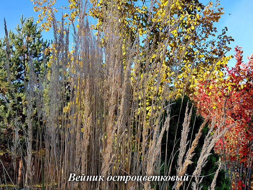 Садовый центр Подворье