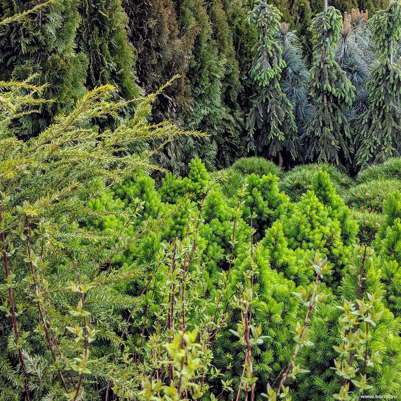 Питомник деревьев