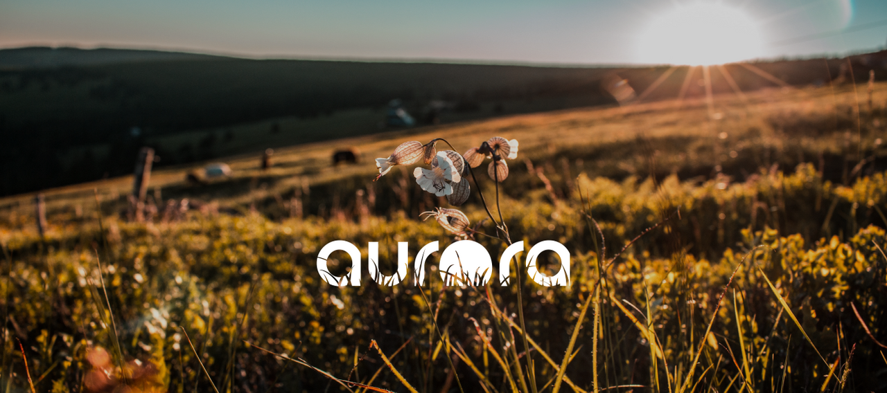 Компания Aurora Innovations на Ленинградском проспекте