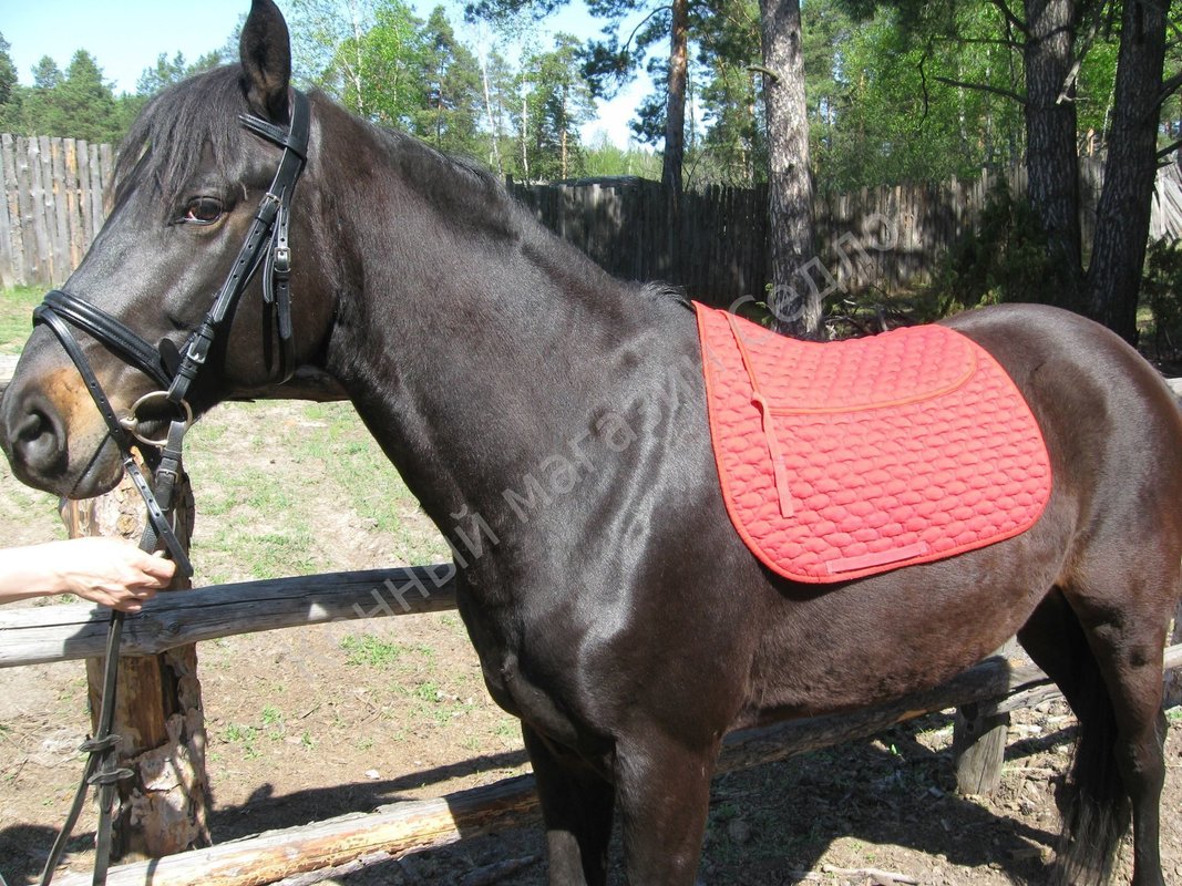 Конный магазин Седло на Гостиничной улице