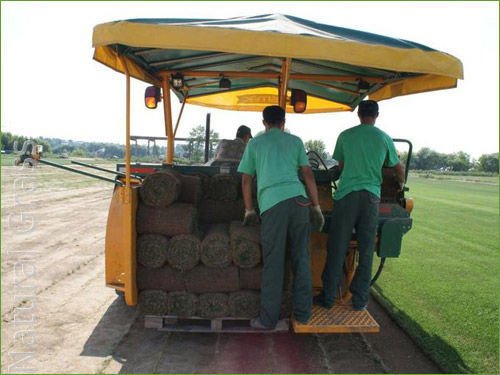 Компания Натуральный газон