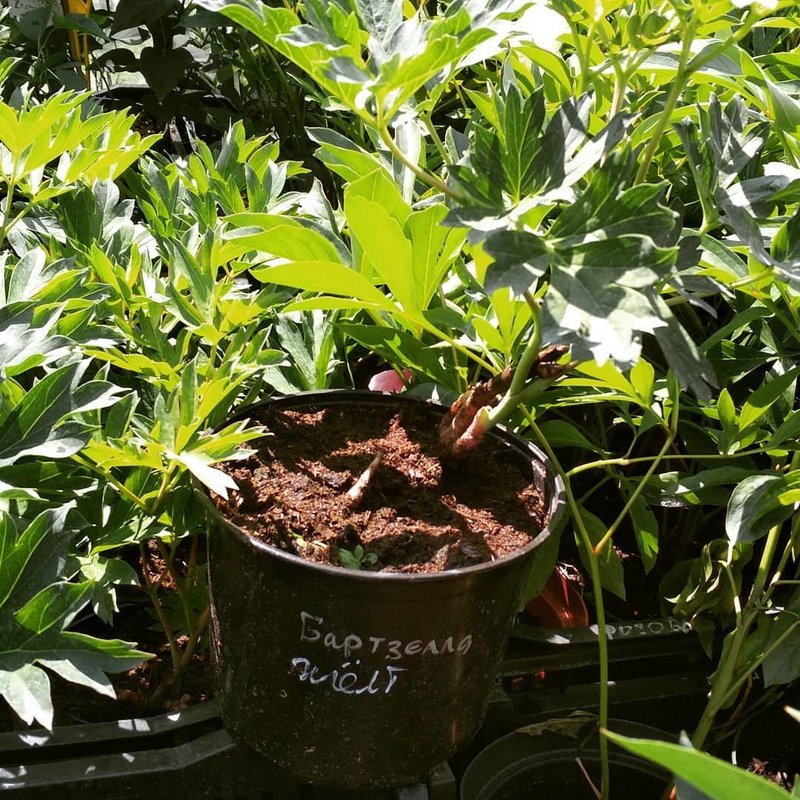 Интернет-магазин Fitolink в Гостиничном проезде