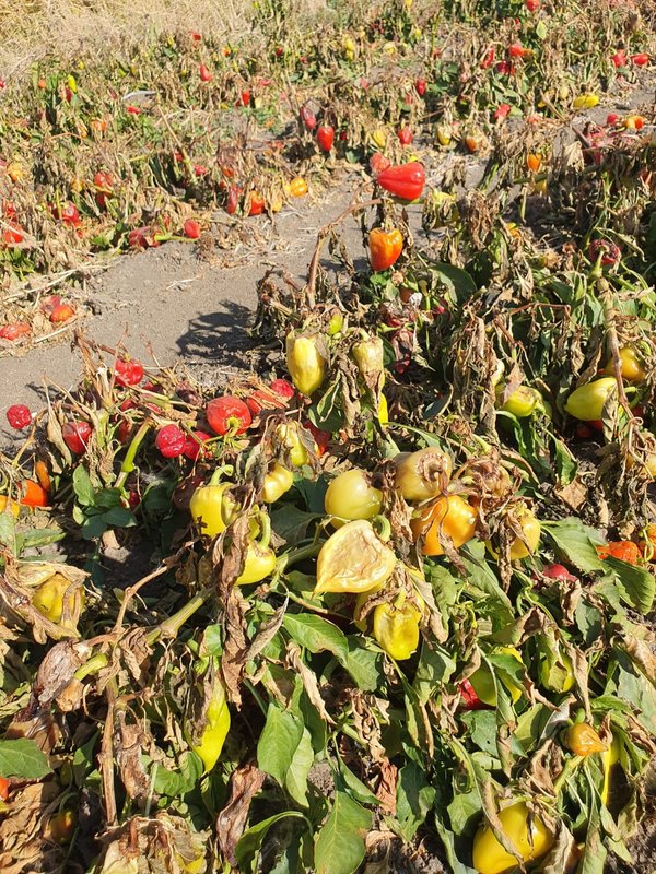 Группа компаний Скайс