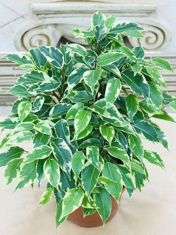 Магазин Много Цветов на Свободном проспекте