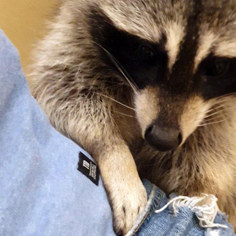 Игровая комната Тут Енот